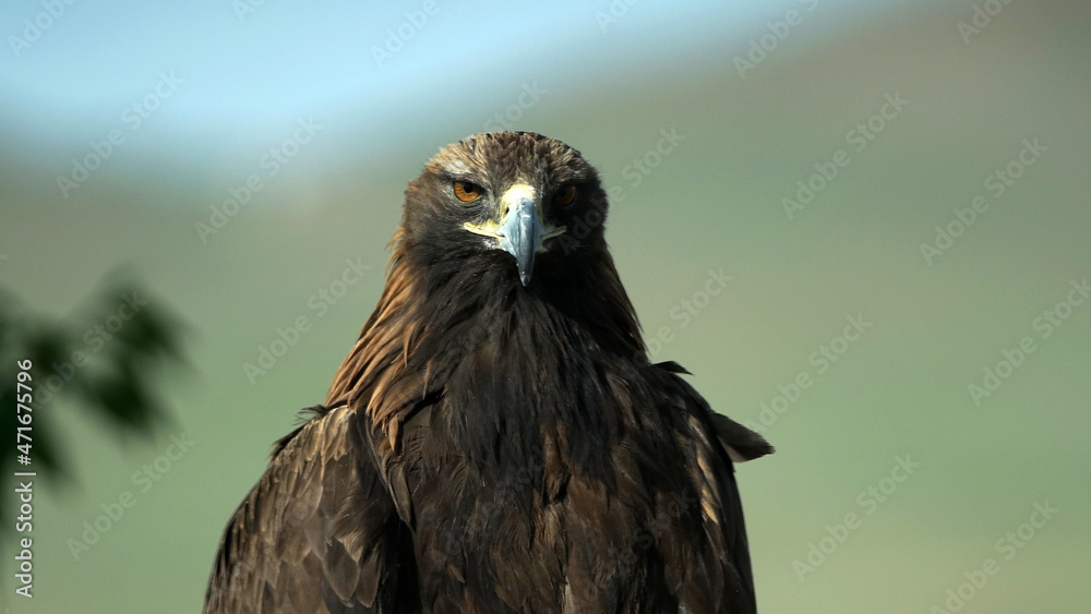 Fototapeta premium Mongolian eagle close up. MONGOLIA