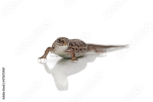 lizard on a white background close-up