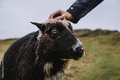 Close-up of hand strocking black sheep outdoors. Rainy day. Green field. photo