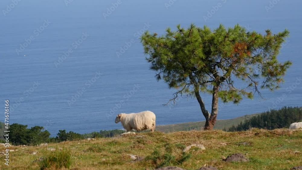 Sheep in the Spanish Basque country near the Atlantic Ocean. High quality 4k footage