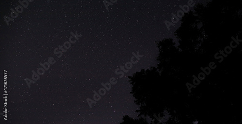 Fototapeta Naklejka Na Ścianę i Meble -  Trees silhouetted by the stars with copy space