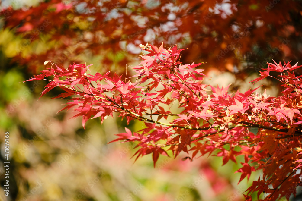 紅葉が綺麗な公園の木々 紅葉が綺麗な公園の木々