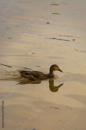 A duck swims through a dirty river