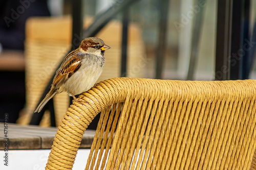 A sparrow on the edge of a chair
