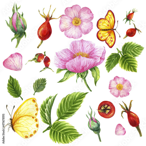 A set of watercolor illustrations of rosehip isolated on a white background. Rosehip flowers  buds  leaves  berries with butterflies. Suitable perfect for designs  patterns  textiles  backgrounds.