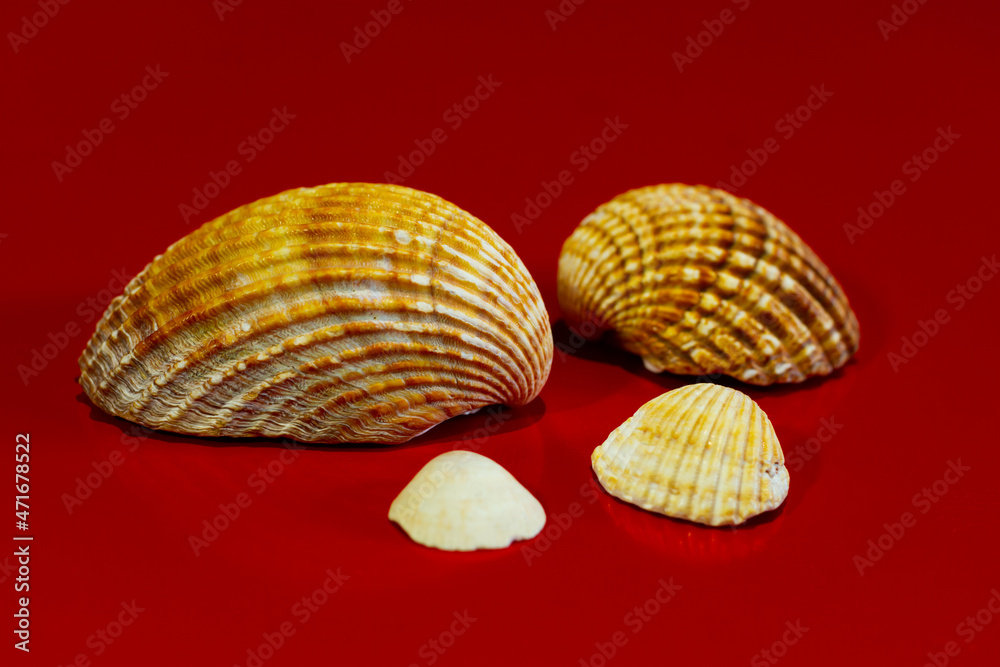 composition of several sea shells on a red background composition of several sea shells on a red background
