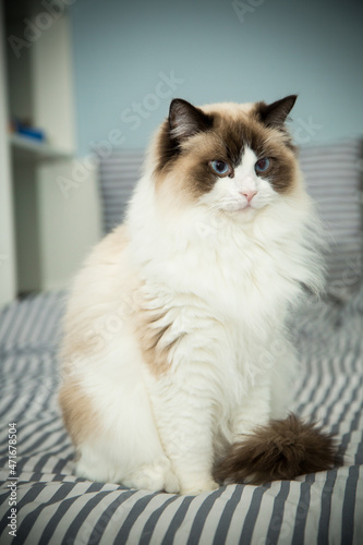 Young beautiful purebred Ragdoll cat at home © Peredniankina