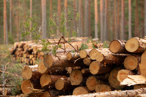 Sawn trees in the forest. The ends of the trunks.