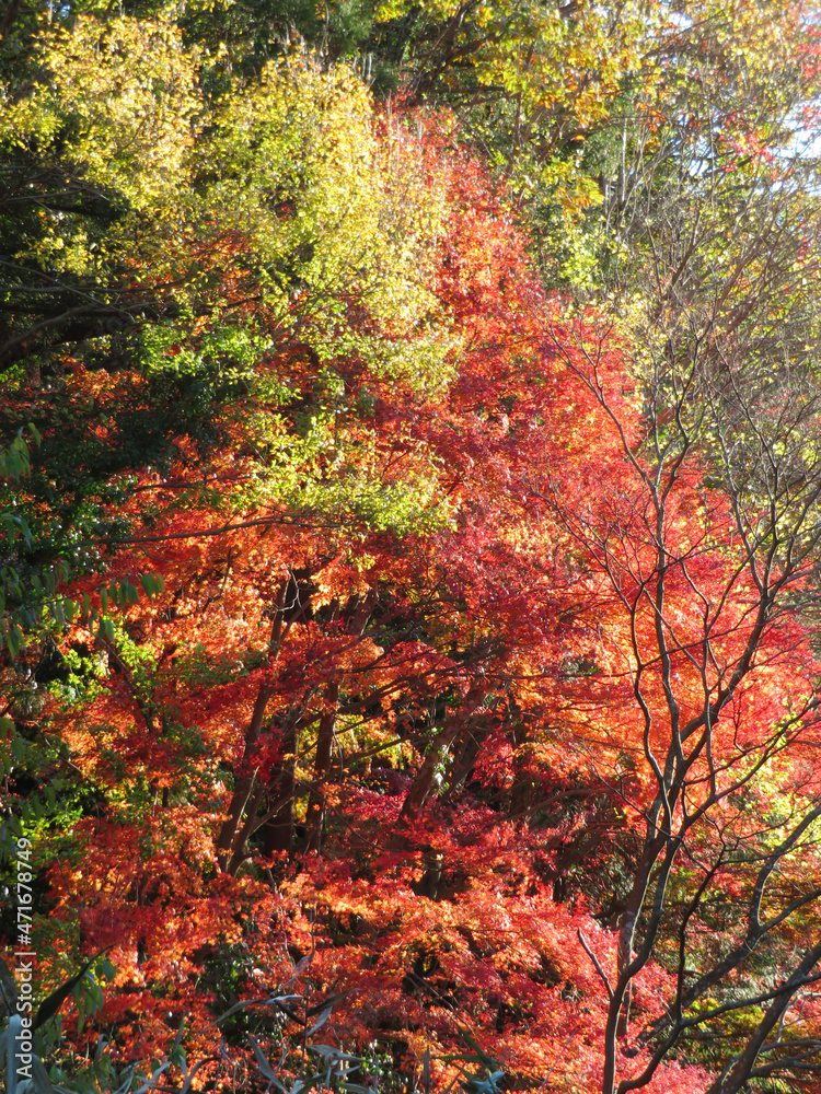 autumn in the forest