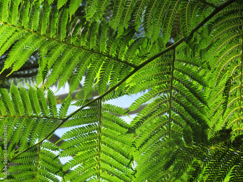 Fototapeta premium green fern leaves