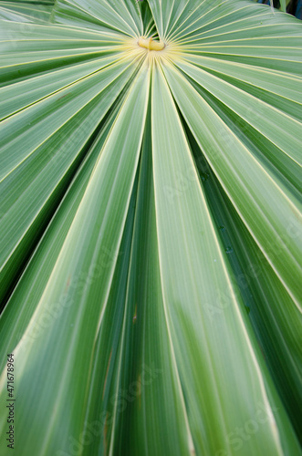 'Flora and Fauna' Palm Foliage Detail from an Abstract Perspective