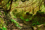 Forest walk in scenic Anaga Laurel forest, Las Mercedes, Tenerife
