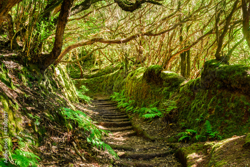 Forest walk in scenic Anaga Laurel forest, Las Mercedes, Tenerife photo