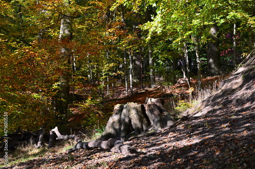 Herbstlandschaft im Tal des Fluss Fulde in Walsrode, Niedersachsen photo