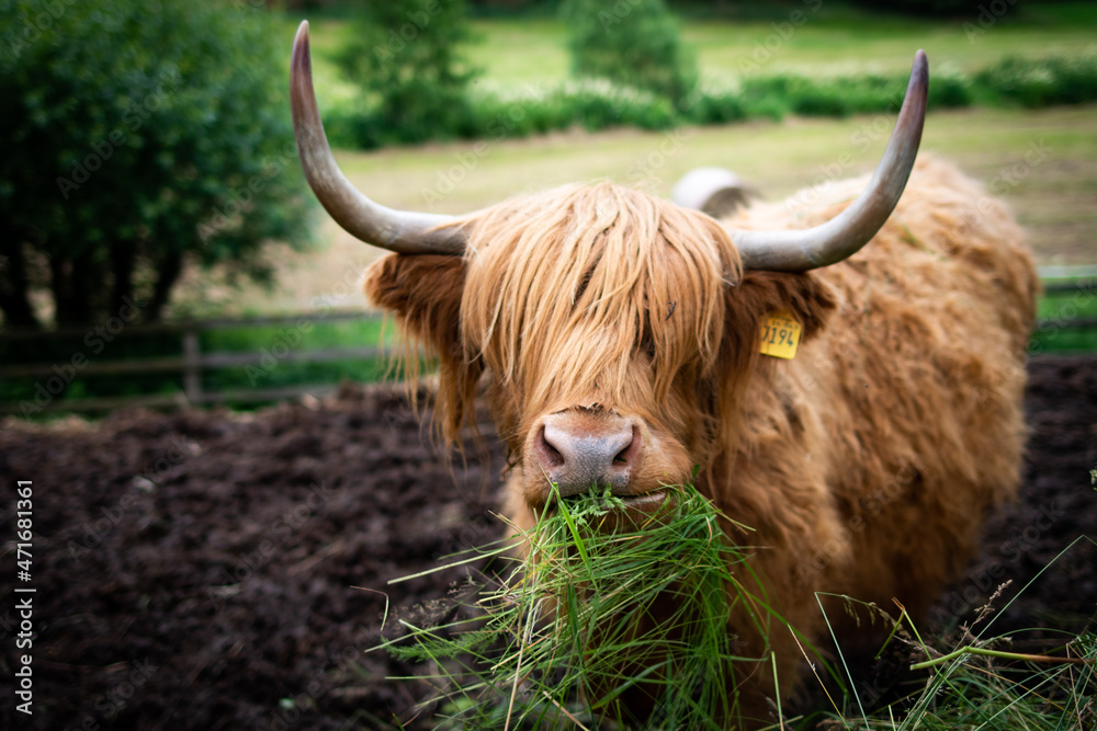 scottish highland cow in a field scottish highland cow in a field