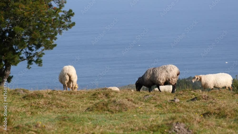 Sheep in the Spanish Basque country near the Atlantic Ocean. High quality 4k footage Sheep in the Spanish Basque country near the Atlantic Ocean. High quality 4k footage