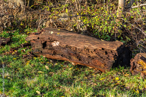 Old tree log lying in place to give a natural insect home.