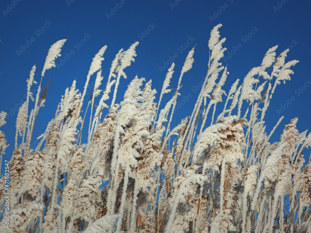 Fototapeta premium One winter frosty morning. Frosty coastal grass. Reed, reed. A small river bay was covered with ice. Winter. Russia, Ural, Perm region.