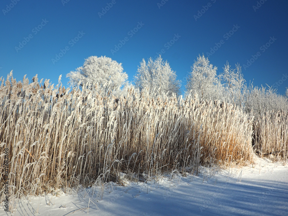 One winter frosty morning. Trees on the shore and the grass in hoarfrost. A small river bay was covered with ice. Winter. Russia, Ural, Perm region. One winter frosty morning. Trees on the shore and the grass in hoarfrost. A small river bay was covered with ice. Winter. Russia, Ural, Perm region.