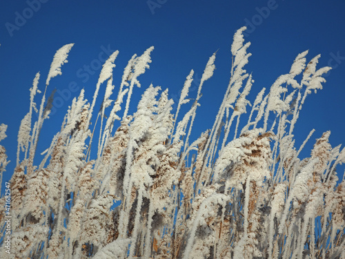 One winter frosty morning. Frosty coastal grass. Reed, reed. A small river bay was covered with ice. Winter. Russia, Ural, Perm region.