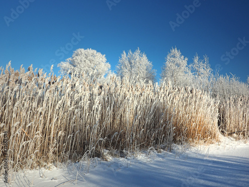 One winter frosty morning. Trees on the shore and the grass in hoarfrost. A small river bay was covered with ice. Winter. Russia, Ural, Perm region.