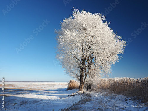 One winter frosty morning. Trees on the shore and the grass in hoarfrost. The river was covered with ice. Winter. Russia, Ural, Perm region.