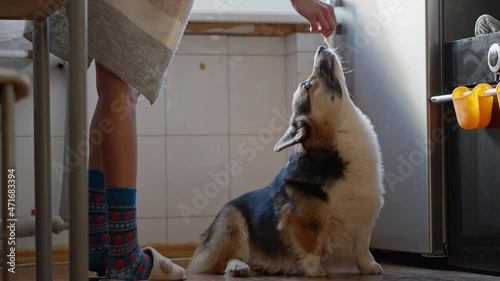 funny cute tricolor Welsh Corgi dog sits on floor in kitchen and asking for yammy feed. female owner feeding pet by cheese. puppy eats and licks its lips photo