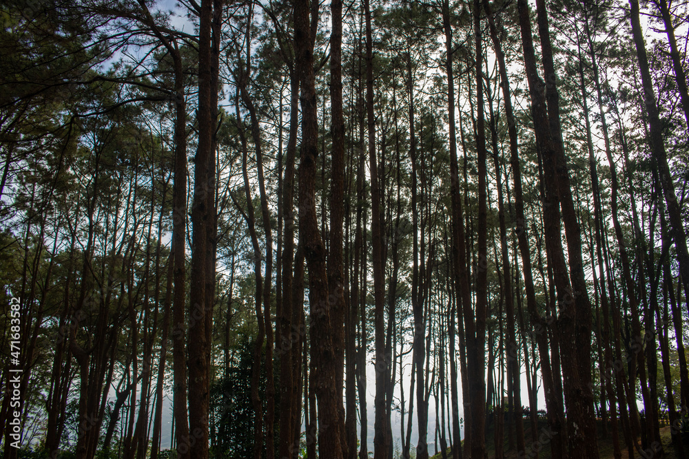 Obraz premium trees in the forest