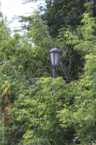 One lantern in the forest