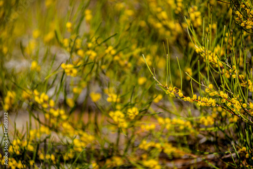 Australian native flowers; wattle flowers in spring time