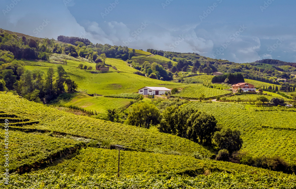 Basque vineyards