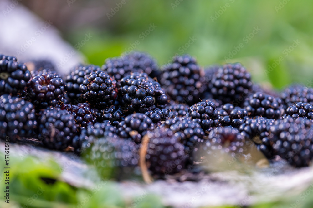 Picked blackberries, lie in a heap on a birch tree, close-up. Picked blackberries, lie in a heap on a birch tree, close-up.