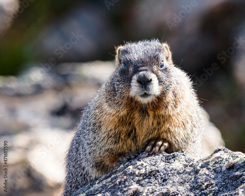 The Marmot's paw makes the shot