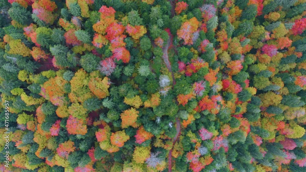 Wild tourist spots. Autumn beech and coniferous forest Carpathians Ukraine in October, beautiful red and yellow orange colors. Aerial view video drone copter