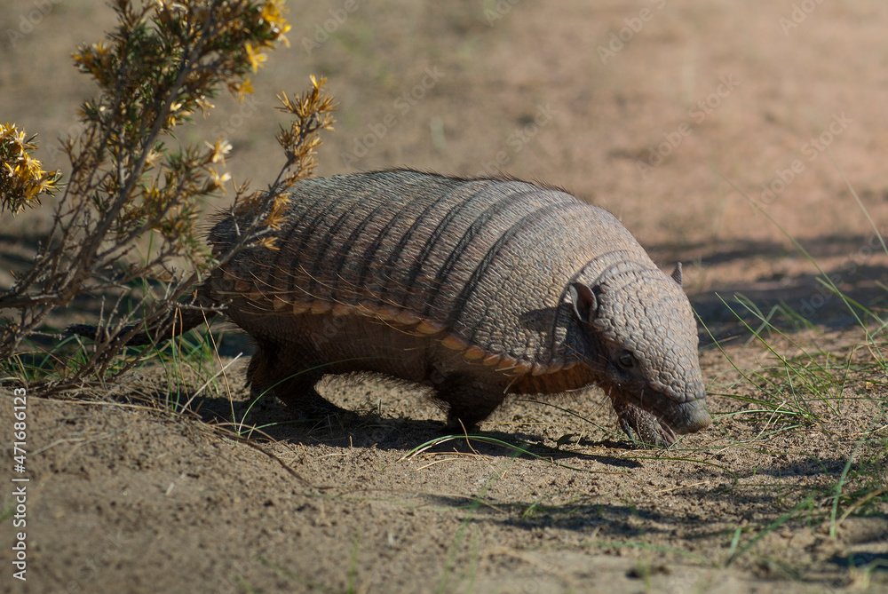 Obraz premium Hairy Armadillo, in grassland environment, Peninsula Valdes, Patagonia, Argentina
