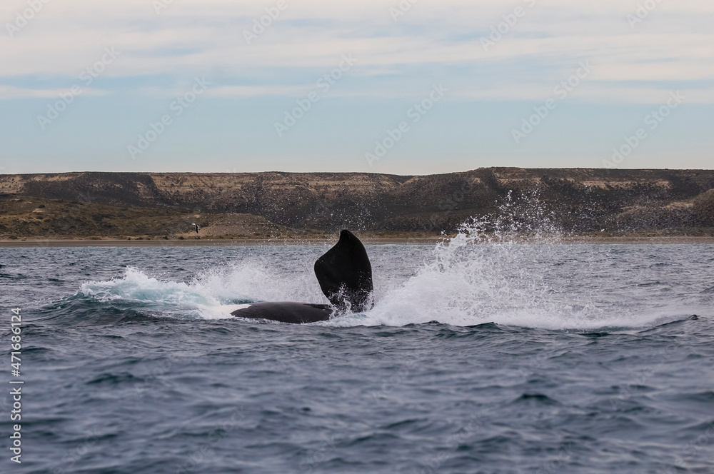 Fototapeta premium Sohutern right whale jumping, endangered species, Patagonia,Argentina