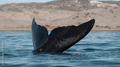 Whale tail out of water, Peninsula valdes,Patagonia,Argentina.