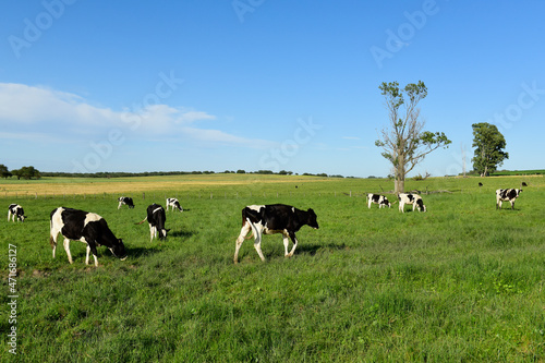 Cows  grazing in Argentine countryside, La Pampa, Patagonia, Argentina.