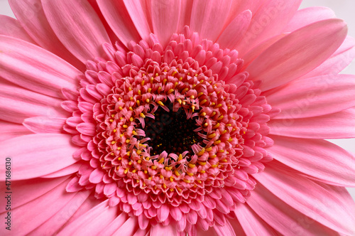 macro image of pink gerbera