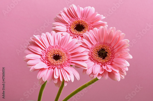 three pink gerberas on a pink background