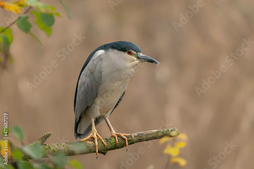 Beautiful Black-crowned Night Heron (Nycticorax nycticorax) on a branch. Natural habitat. 
