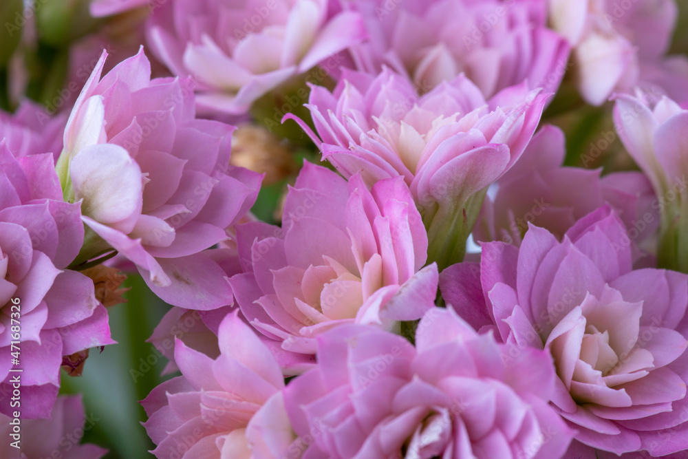 Kalanchoe pink close-up on a white background. Soft focus