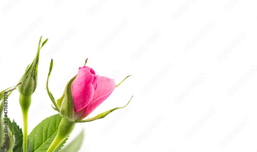 Valentines day background with pink rose white background. copy space Valentines day background with pink rose white background. copy space