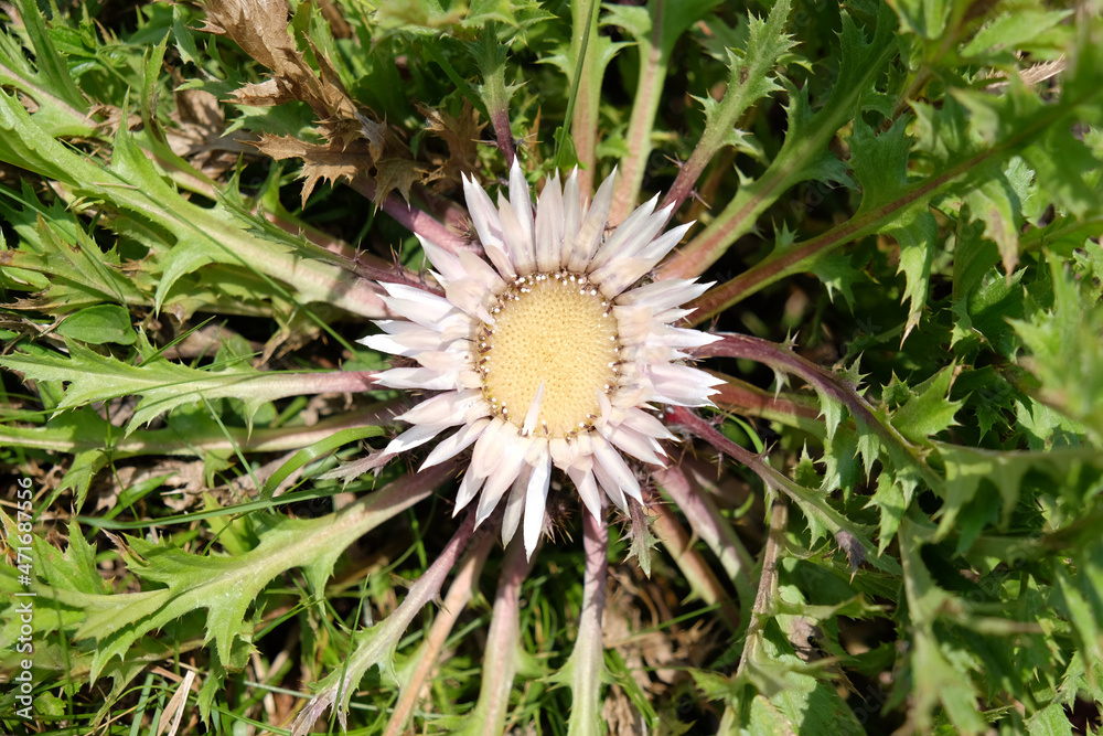 Carlina acaulis, the stemless carline thistle, dwarf carline thistle, or silver thistle, is a perennial dicotyledonous flowering plant in the family Asteraceae Carlina acaulis, the stemless carline thistle, dwarf carline thistle, or silver thistle, is a perennial dicotyledonous flowering plant in the family Asteraceae