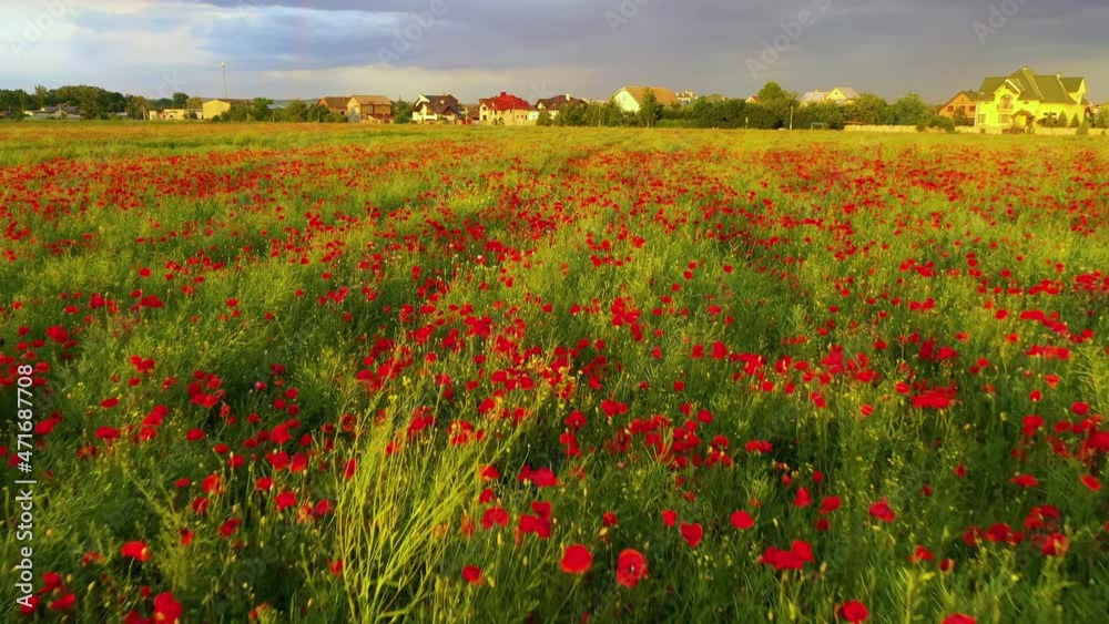 Eastern Europe, Ukraine, colorful bright poppy wild fields near the Carpathians at sunset before the storm, drone panorama shot from the air, copter aerial video Eastern Europe, Ukraine, colorful bright poppy wild fields near the Carpathians at sunset before the storm, drone panorama shot from the air, copter aerial video