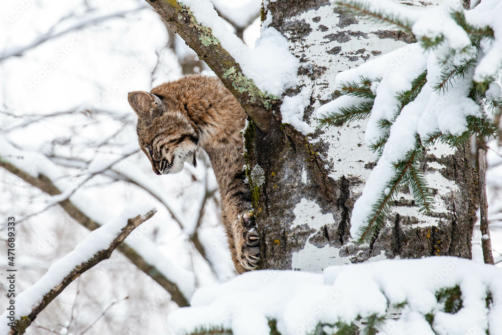 Bobcat (Felis rufus) looking down in a snow covered Wisconsin poplar tree in winter