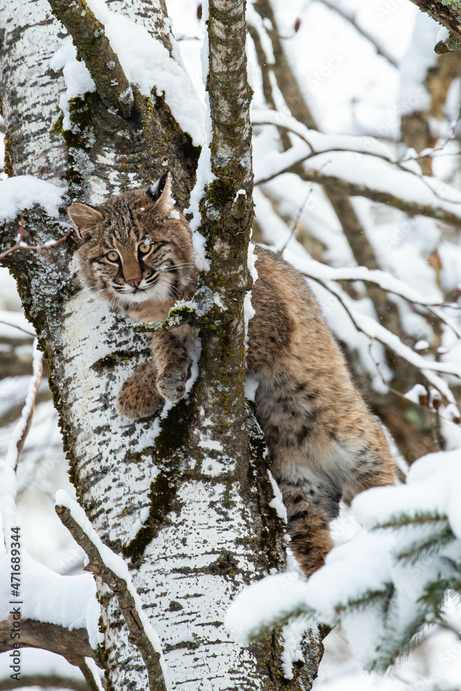 Bobcat (Felis rufus) climbing in a Wisconsin poplar tree in November Bobcat (Felis rufus) climbing in a Wisconsin poplar tree in November