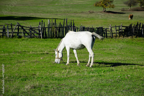 White horse on green grass in the field. Autumn landscape out of focus. White horse grazing in the meadow