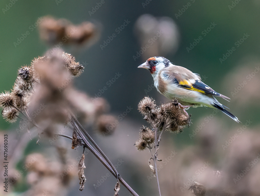 Goldfinch feeds on burdock seeds