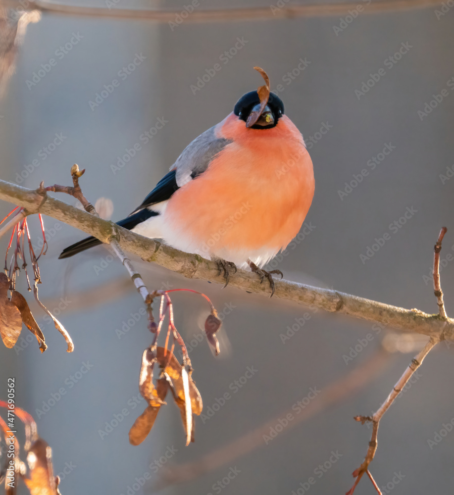 A bullfinch male on a tree branch eats leaves A bullfinch male on a tree branch eats leaves